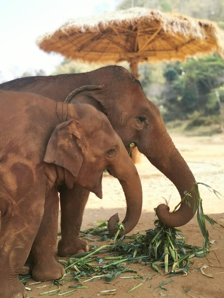 santuario-degli-elefanti-di-chiang-mai-elefanti